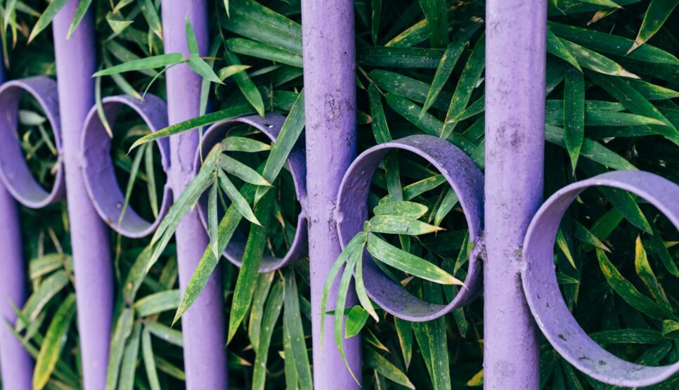 Ein ungewöhnlich gestalteter violettfarbener Zaun. Kräftige Pflanzen durchdringen die Barriere –